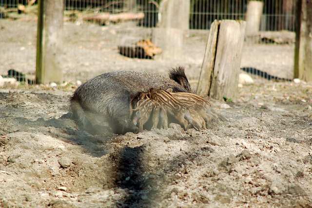 Tierpark Schwarze Berge  025