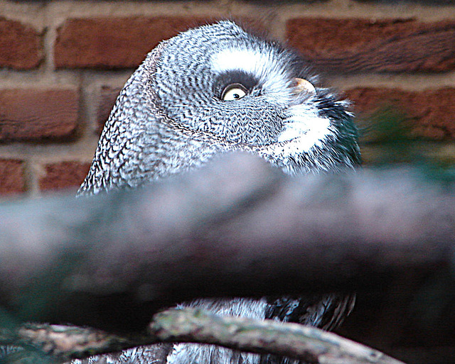 20071009 0329DSCw [D~OS] Bartkauz (Strix nebulosa), Osnabrück