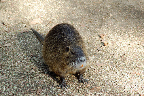 Tierpark Schwarze Berge  042