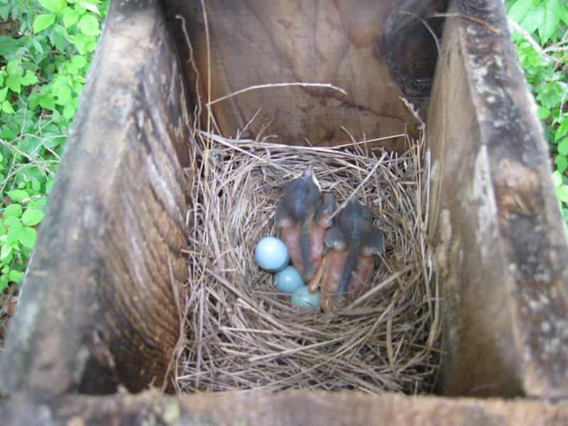 Baby Bluebirds