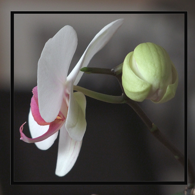 Profil d'orchidée