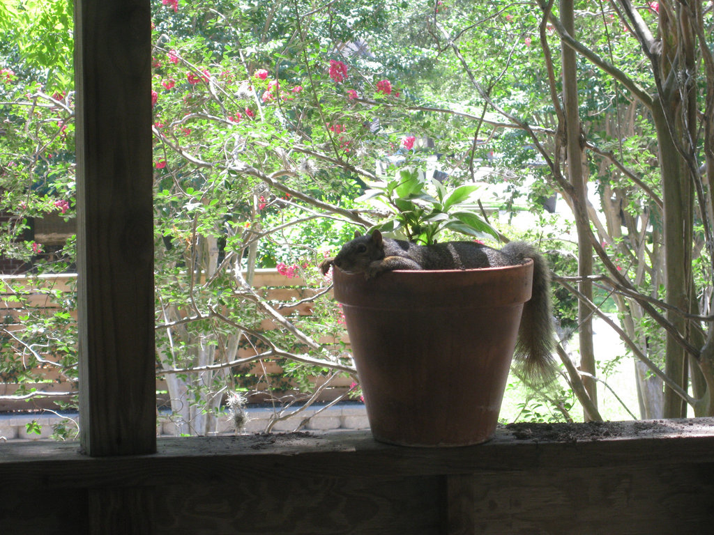 Squirrel in Pot