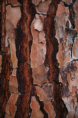 Pine bark - Viana de Cega