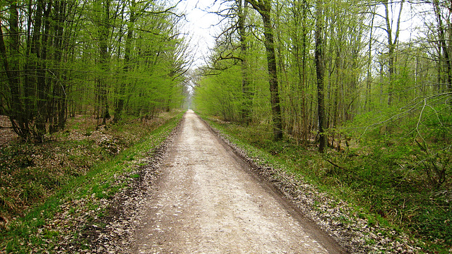 Forêt de Villefermoy