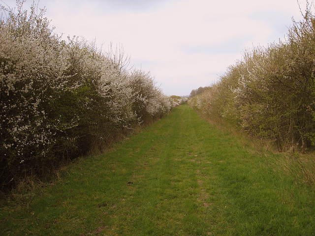 A vélo sur le chemin bordé d'aubépine