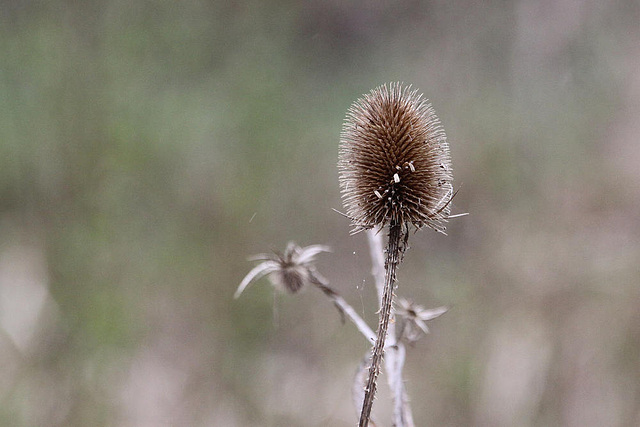 20100408 1945Aw [D~MI] Wilde Karde, Großes Torfmoor, Hille