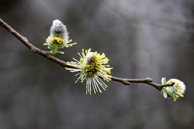 20100408 1946Aw [D~LIP] Weide, Großes Torfmoor, Hille