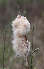 20100408 1950Aw [D~MI] Breitblättriger Rohrkolben (Typha latifolia), Großes Torfmoor, Hille