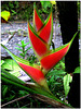 Bluete, heliconia caribaea