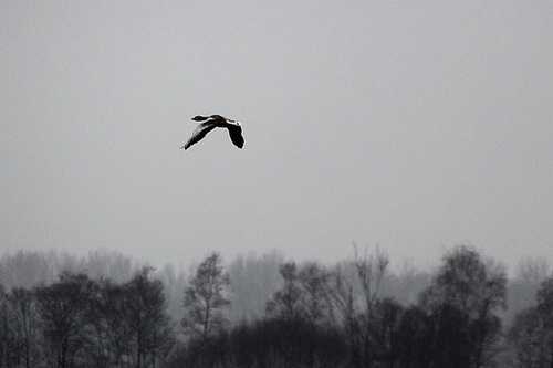 20100408 1953Aw [D~MI] Graugans (Anser anser), Großes Torfmoor, Hille