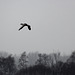 20100408 1953Aw [D~MI] Graugans, Großes Torfmoor, Hille