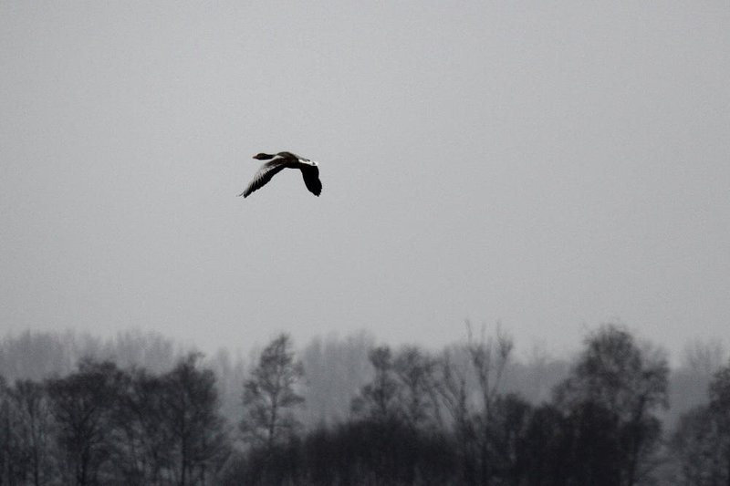 20100408 1953Aw [D~MI] Graugans (Anser anser), Großes Torfmoor, Hille
