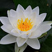 20090827 0390Aw [D~ST] Weiße Seerose (Nymphaea alba), Zoo Rheine