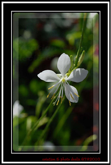 fleur blanche 1