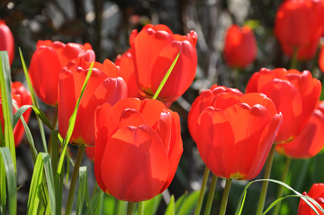 TULIPES