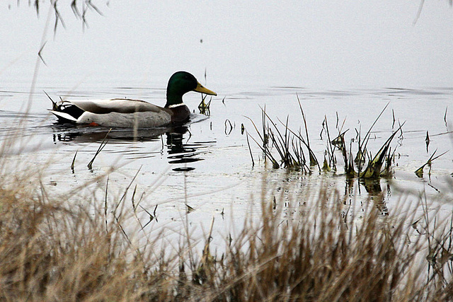 20100408 1962Aw [D~MI] Stockente (Anas platyrhynchos) [m], Großes Torfmoore, Hille
