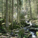 20070430 0290DSCw [D~VS] Triberger Wasserfälle, Triberg