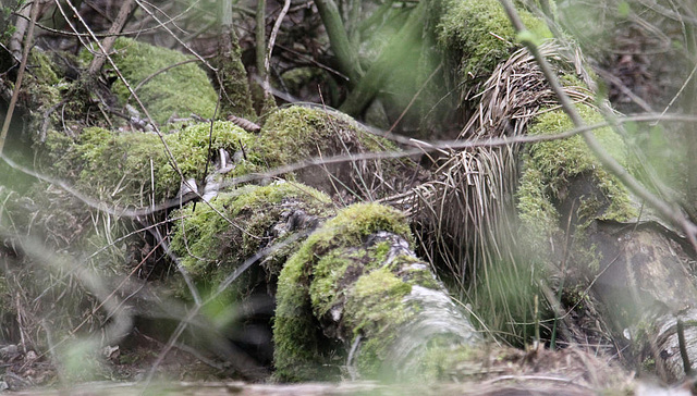 20100408 1969aw Großes Torfmoor