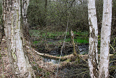 20100408 1970aw Großes Torfmoor