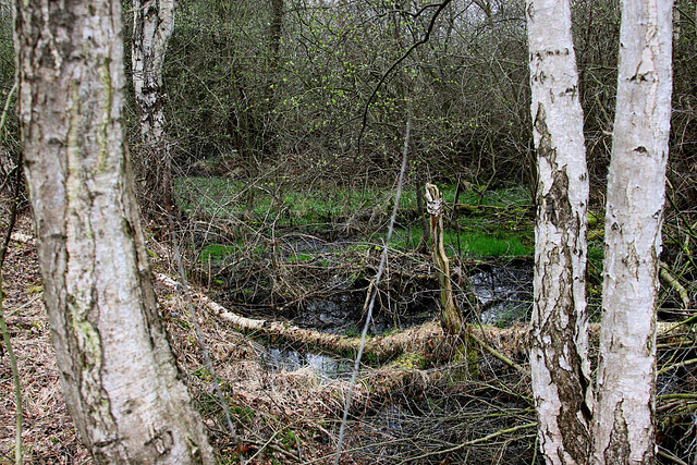 20100408 1970aw Großes Torfmoor