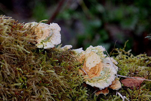 20100408 1972Aw [D~MI] Schmetterlingstramete (Trametes versicolor), Raues Kurzbüchsenmoos (Brachythecium rutabulum), Großes Torfmoor, Hille