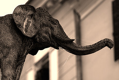 steady-state stray elephant