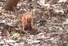 Red Squirrel (Sciurus vulgaris)