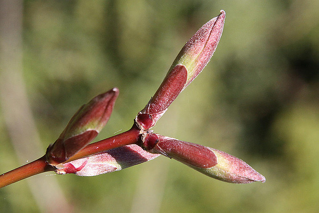 20100418 2264Aw [D~LIP] Gold-Ahorn (Acer shiras 'Aureum'), Bad Salzuflen