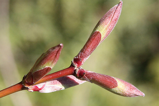 20100418 2265AZw [D~LIP] Gold-Ahorn (Acer shiras 'Aureum'), Bad Salzuflen