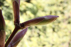 20100418 2266AZw [D~LIP] Gold-Ahorn (Acer shiras 'Aureum'), Bad Salzuflen