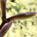 20100418 2266AZw [D~LIP] Gold-Ahorn (Acer shiras 'Aureum'), Bad Salzuflen