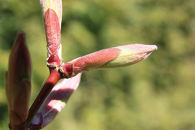 20100418 2268AZw [D~LIP] Gold-Ahorn (Acer shiras 'Aureum'), Bad Salzuflen