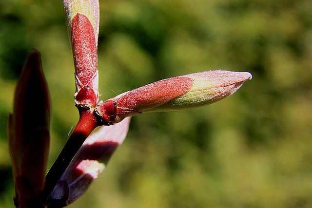 20100418 2268AZw³ [D~LIP] Gold-Ahorn (Acer shiras 'Aureum'), Bad Salzuflen