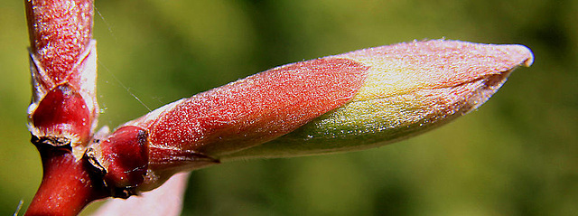 20100418 2268AZw² [D~LIP] Gold-Ahorn (Acer shiras 'Aureum'), Bad Salzuflen