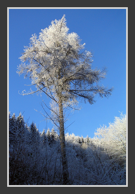 Eisbaum / Icetree