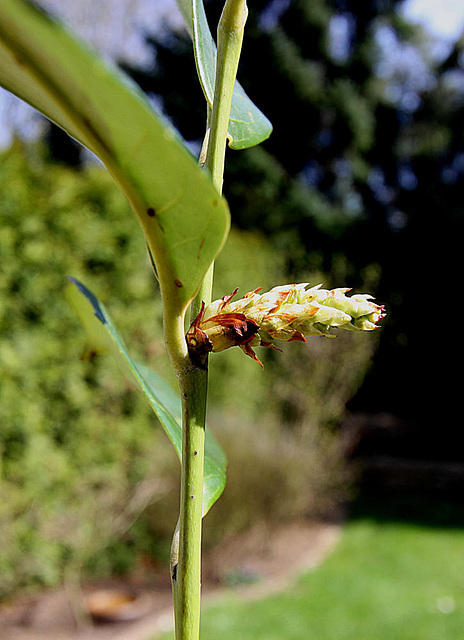 20100407 1937Aw [D~LIP] Kirschlorbeer Blütenknospe, Bad Salzuflen