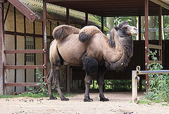 20090827 0250Aw [D~ST] Trampeltier (Camelus ferus bactrianus), Zoo Rheine