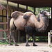 20090827 0250Aw [D~ST] Trampeltier (Camelus ferus bactrianus), Zoo Rheine