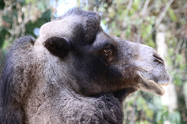 20090827 0251Aw [D~ST] Trampeltier (Camelus ferus bactrianus), Zoo Rheine