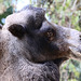 20090827 0251Aw [D~ST] Trampeltier (Camelus ferus bactrianus), Zoo Rheine