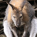 20090827 0279Aw [D~ST] Bennett-Känguru (Macropus rufogriseus), Zoo Rheine