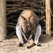 20090827 0280Aw [D~ST] Bennett-Känguru (Macropus rufogriseus), Zoo Rheine