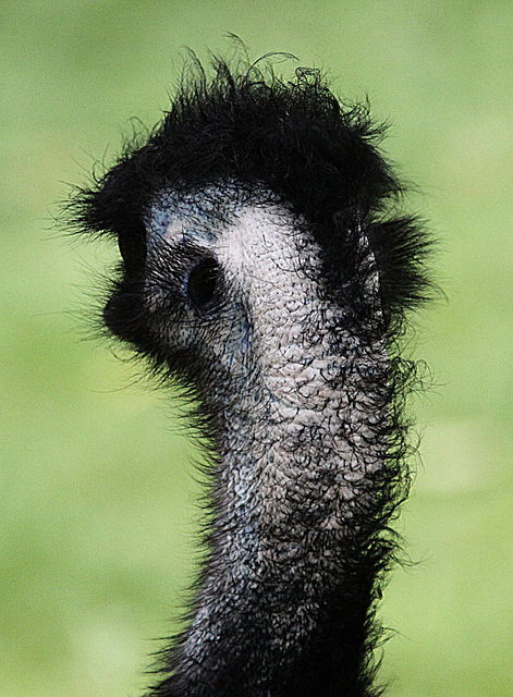 20090827 0281Aw [D~ST] Emu (Dromaius novaehollandia), Zoo Rheine