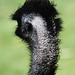 20090827 0281Aw [D~ST] Emu (Dromaius novaehollandia), Zoo Rheine