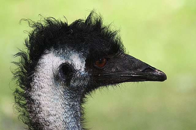 20090827 0283Aw [D~ST] Emu (Dromaius novaehollandia), Zoo Rheine
