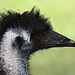 20090827 0283Aw [D~ST] Emu (Dromaius novaehollandia), Zoo Rheine