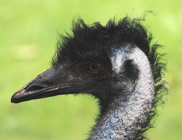 20090827 0285Aw [D~ST] Emu (Dromaius novaehollandia), Zoo Rheine