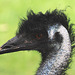 20090827 0285Aw [D~ST] Emu (Dromaius novaehollandia), Zoo Rheine