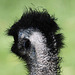 20090827 0282Aw [D~ST] Emu (Dromaius novaehollandia), Zoo Rheine