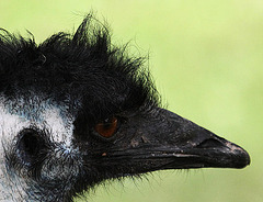 20090827 0284Aw [D~ST] Emu (Dromaius novaehollandia), Zoo Rheine